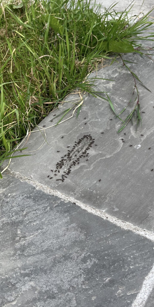 ants e1726226831822