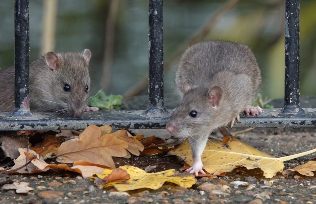 Common Pests in the North East