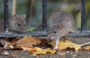 Common Pests in the North East