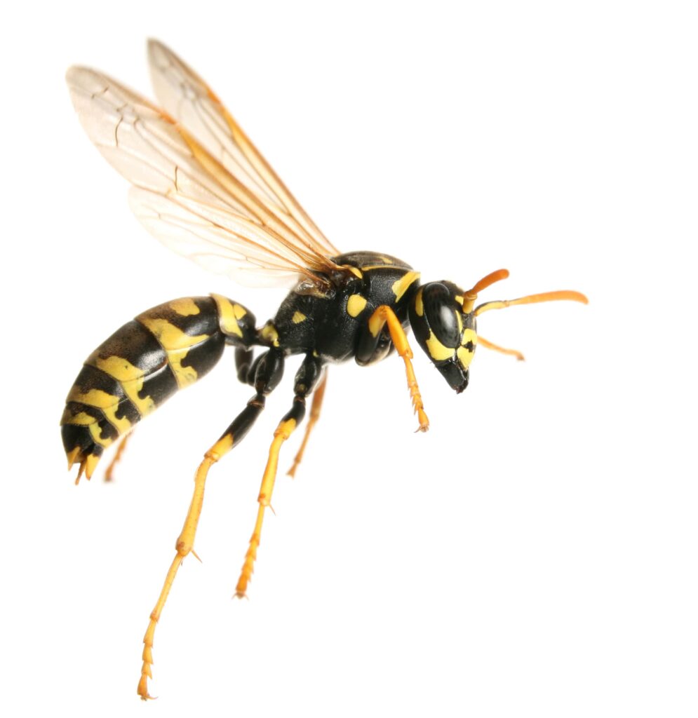wasp in flight durham