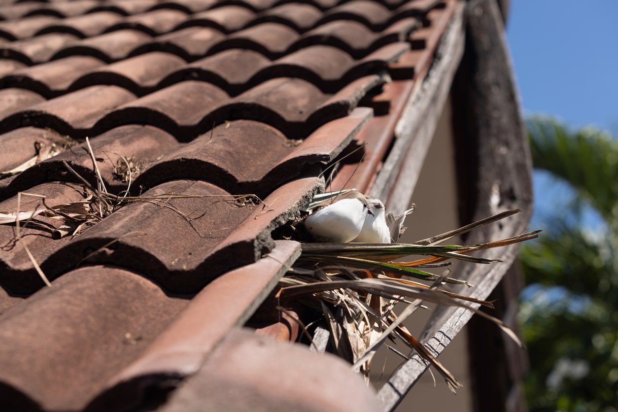 bird nesting in roof in durham