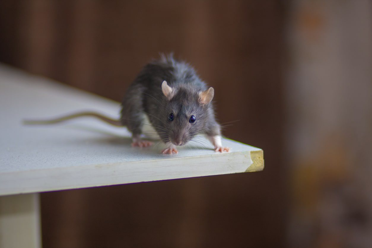 brown mouse on surface in durham