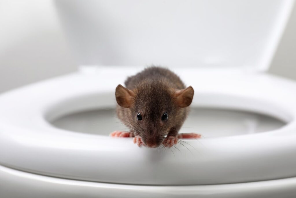 How Do Rats Get Into Your House?