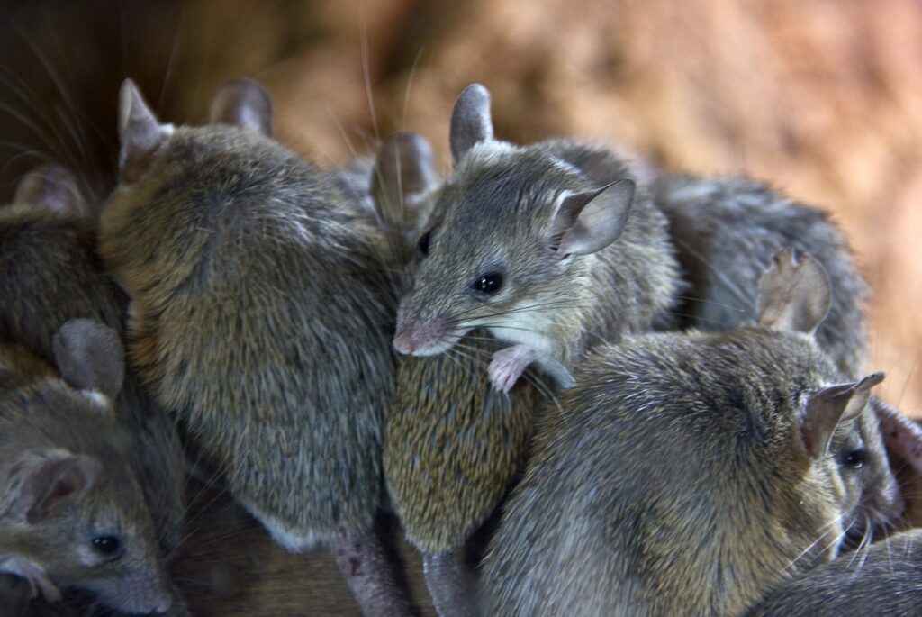 cluster of mice in property north east