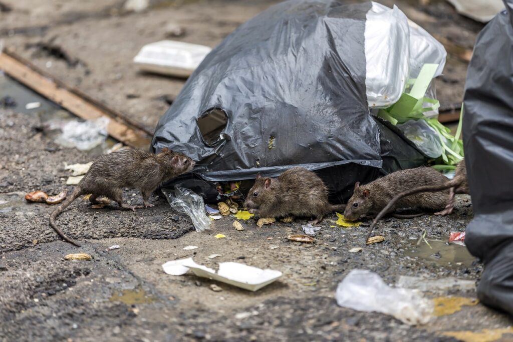 mice in rubbish outdoors