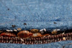 How To Get Rid of Bed Bugs