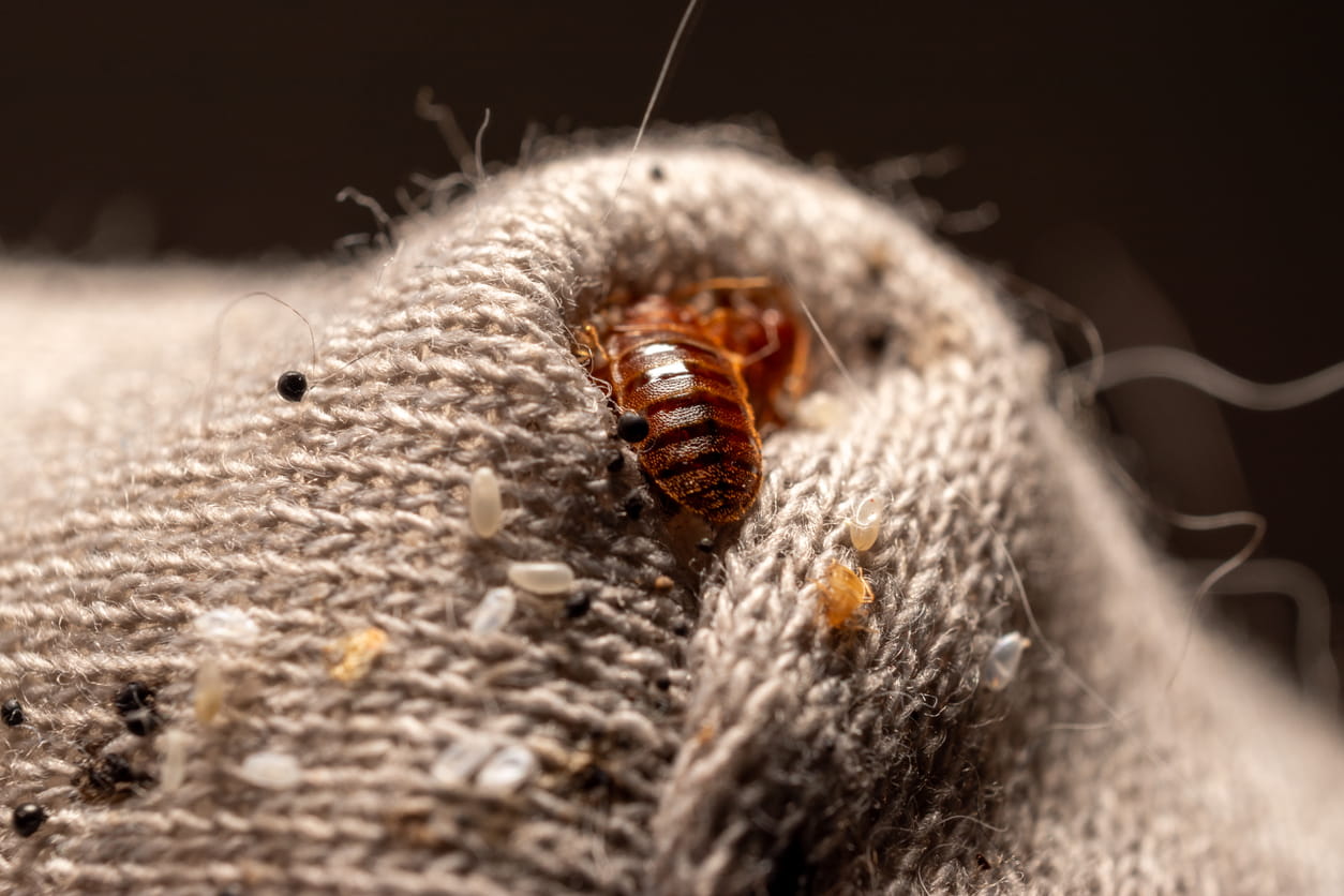 bed bug in seam of fabric
